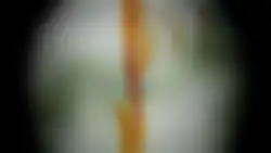 Fractal Spectrums